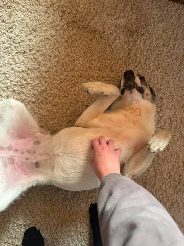 Emma, rescuehund i Norrköping, bild 3