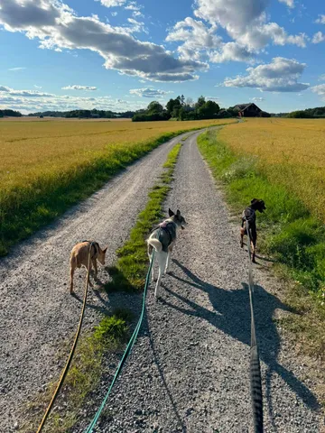 Emma, rescuehund i Norrköping, bild 4