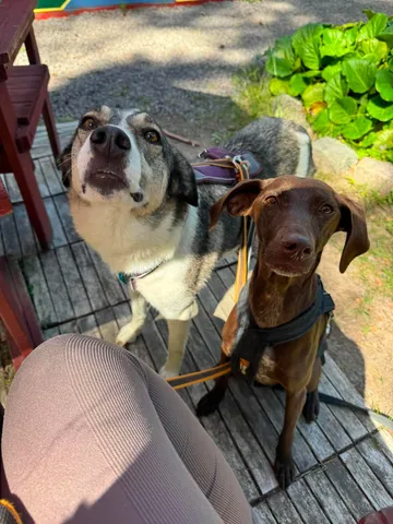 Emma, rescuehund i Norrköping, bild 5
