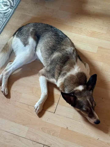 Emma, rescuehund i Norrköping, bild 6