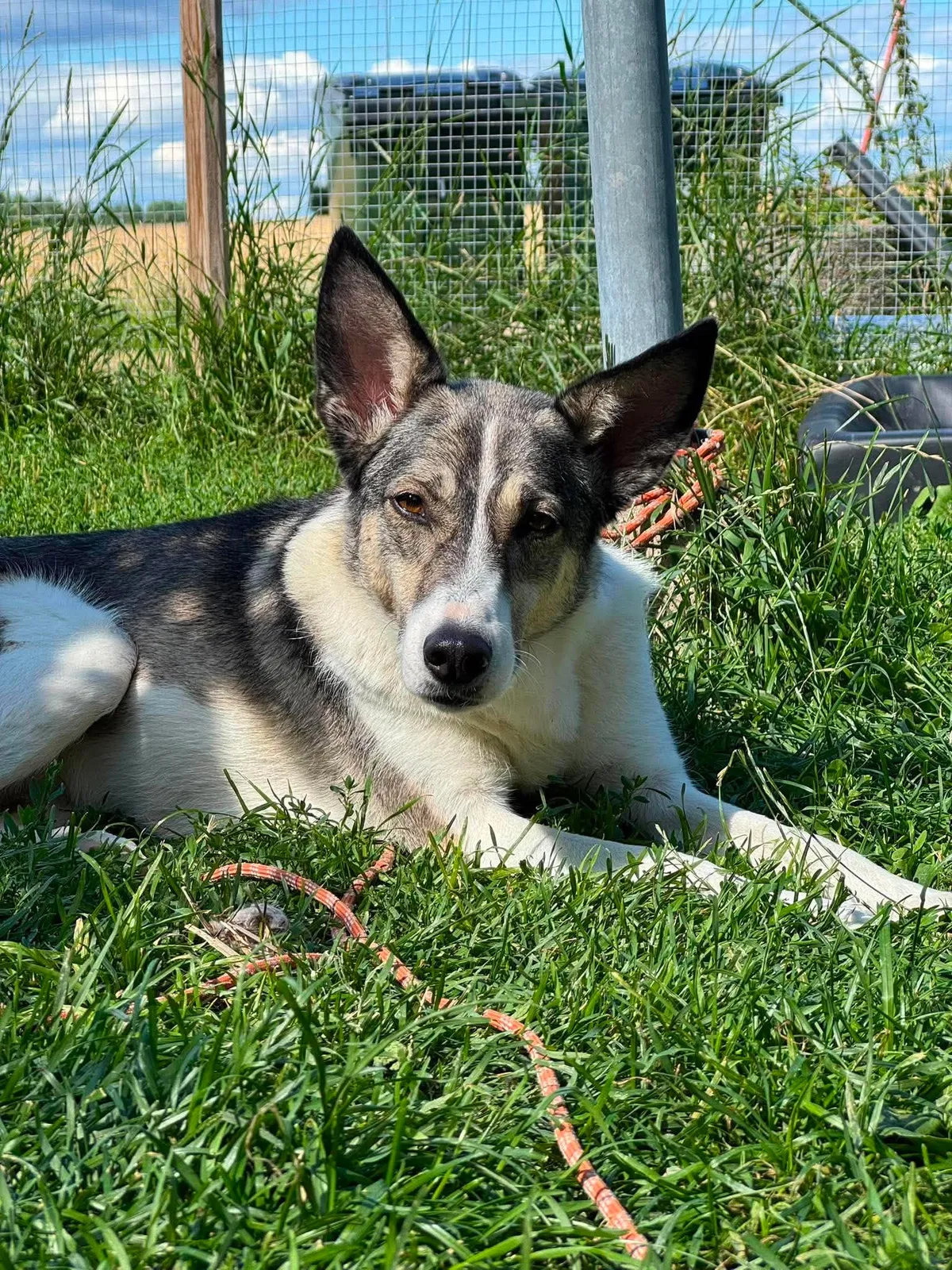 Emma, blandras som söker hem via Ohana Rescue och finns i Norrköping