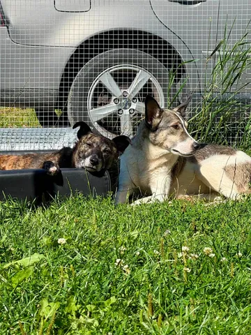 Emma, rescuehund i Norrköping, bild 8