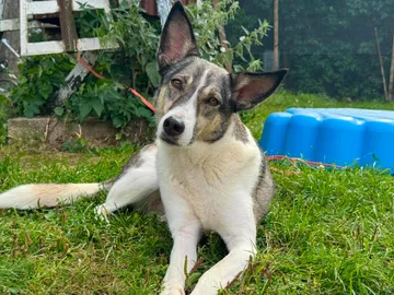 Emma, rescuehund i Norrköping, bild 23