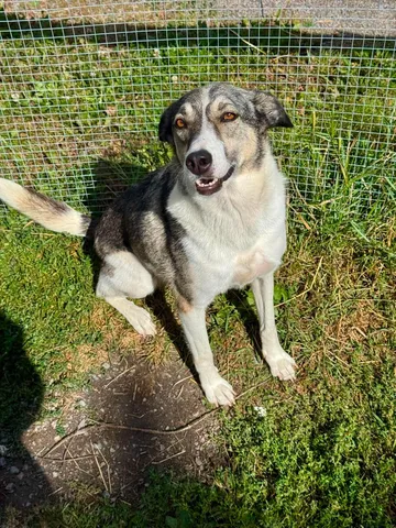 Emma, rescuehund i Norrköping, bild 24