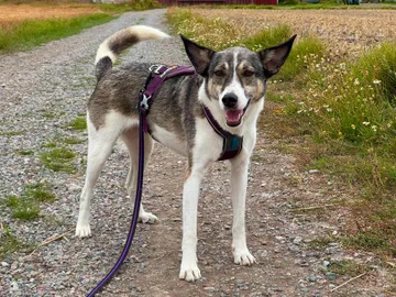 Emma, rescuehund i Norrköping, bild 30