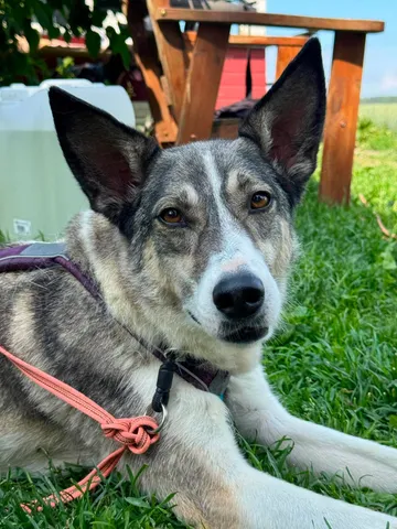 Emma, rescuehund i Norrköping, bild 20