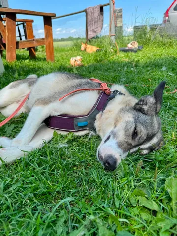 Emma, rescuehund i Norrköping, bild 21