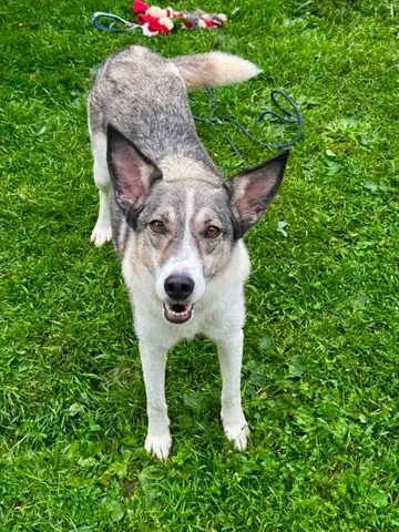 Emma, rescuehund i Norrköping, bild 22