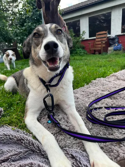 Emma, rescuehund i Norrköping, bild 1
