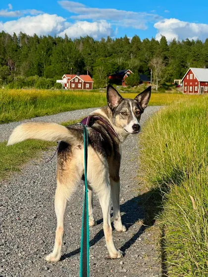 Emma, rescuehund i Norrköping, bild 2