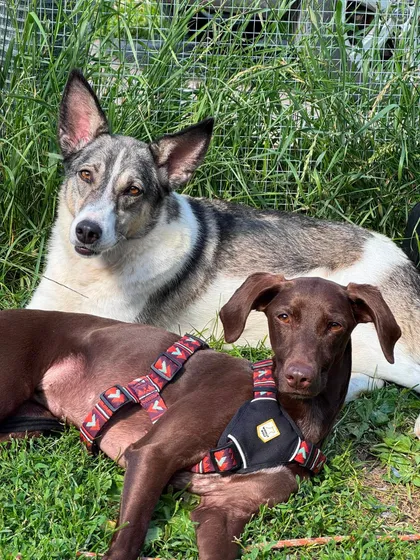 Emma, rescuehund i Norrköping, bild 3