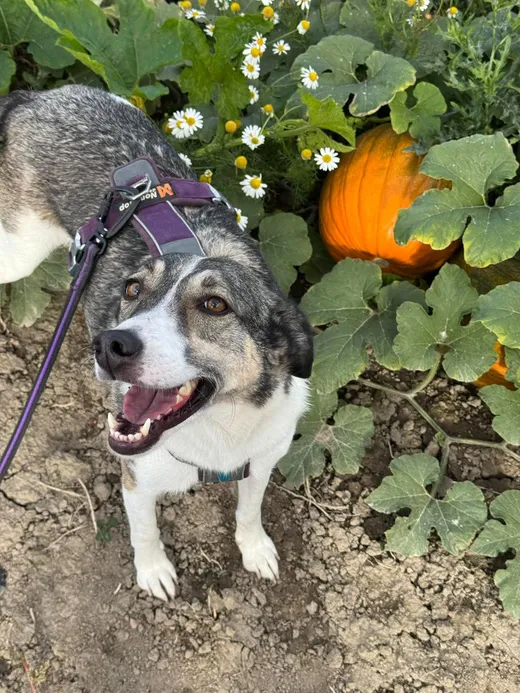 Emma, blandras som söker hem via Ohana Rescue och finns i Norrköping