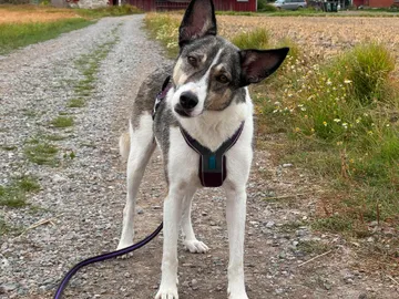 Emma, rescuehund i Norrköping, bild 31