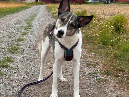 Emma, blandras som söker hem via Ohana Rescue och finns i Norrköping
