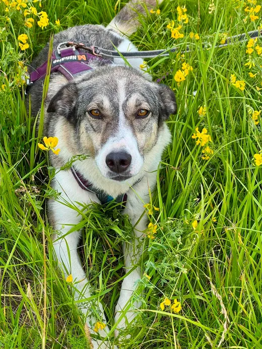 Emma, blandras som söker hem via Ohana Rescue och finns i Norrköping