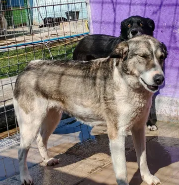 Emma, rescuehund i Norrköping, bild 15