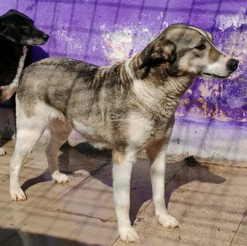 Emma, rescuehund i Norrköping, bild 16