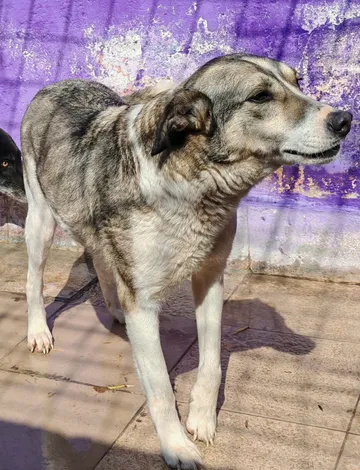 Emma, rescuehund i Norrköping, bild 18