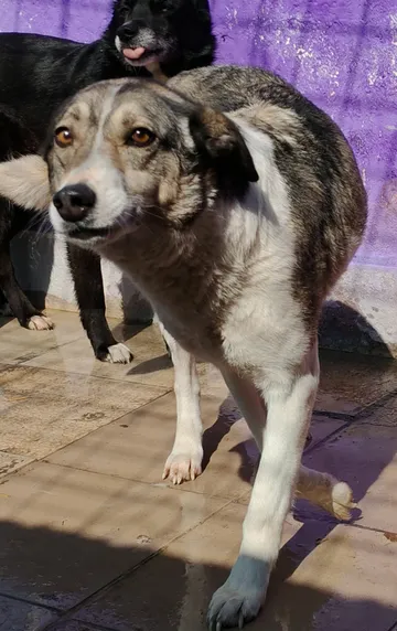 Emma, rescuehund i Norrköping, bild 19