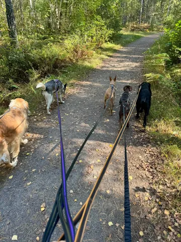 Emma, rescuehund i Norrköping, bild 1