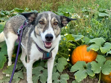 Emma, rescuehund i Norrköping, bild 3