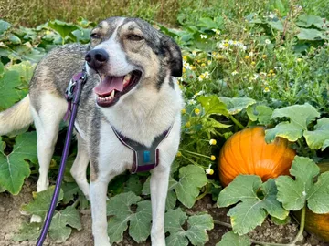 Emma, rescuehund i Norrköping, bild 4