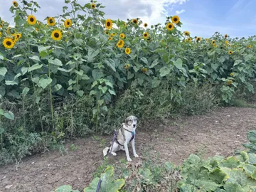 Emma, rescuehund i Norrköping, bild 2