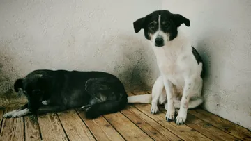 Evie, rescuehund i Rumänien, bild 1