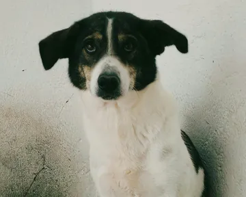 Evie, rescuehund i Rumänien, bild 2