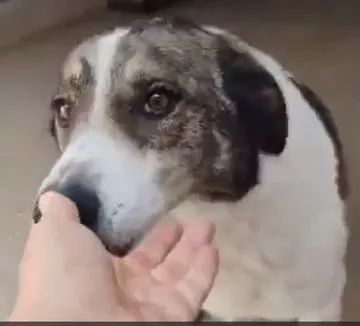 Evie, rescuehund i Rumänien, bild 4