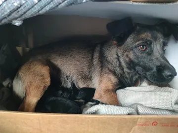 Alma i Polen: Mamma med sina små
