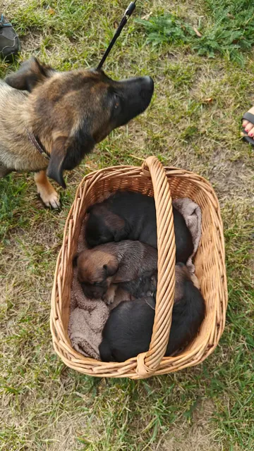 Alma i Polen: Mamma och valparna i korgen