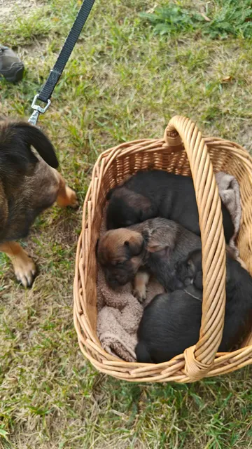 Alma i Polen: Familjen samlad vid korgen