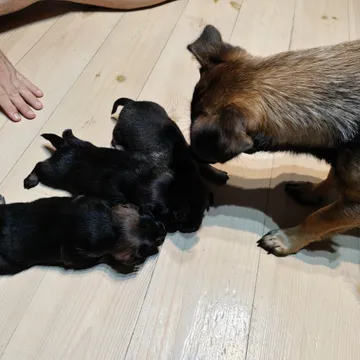 Alma i Polen: Valparna med mamma inomhus