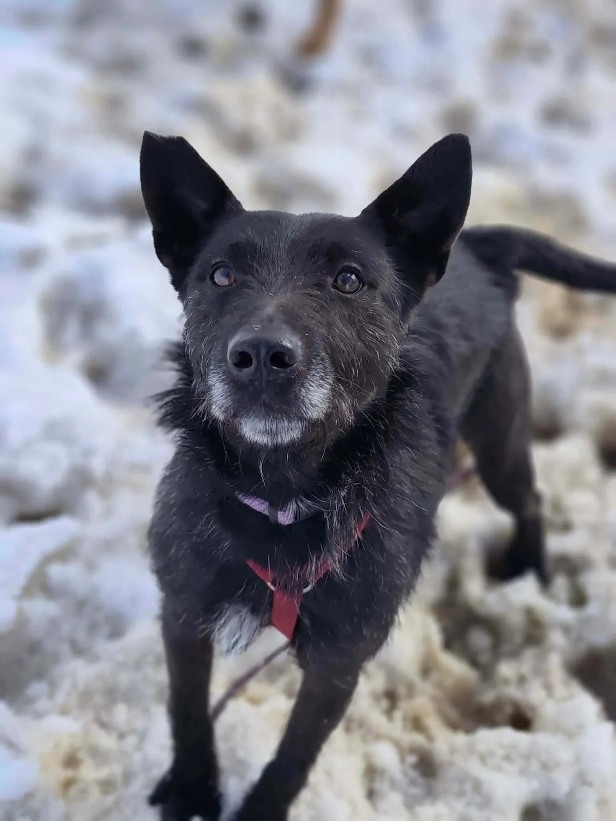 Forest, blandras som söker hem via Ohana Rescue och finns i Polen