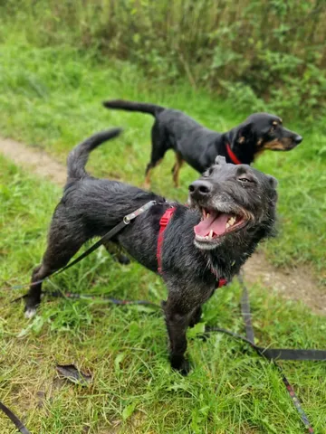 Forest, rescuehund i Polen, bild 1