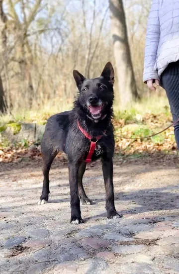 Forest, rescuehund i Polen, bild 2