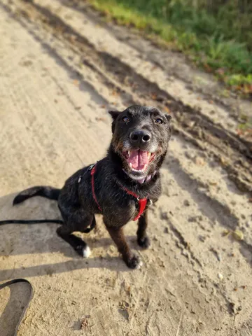 Forest, rescuehund i Polen, bild 3