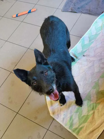 Forest, rescuehund i Polen, bild 4
