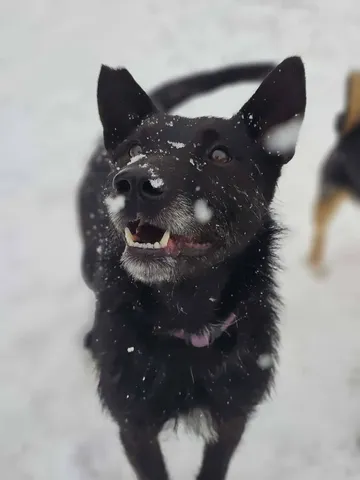 Forest, rescuehund i Polen, bild 5