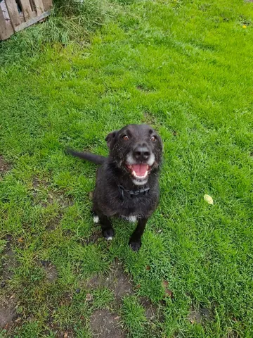 Forest, rescuehund i Polen, bild 6
