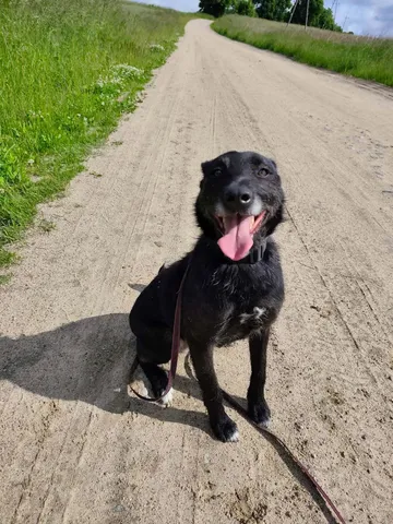 Forest, rescuehund i Polen, bild 7