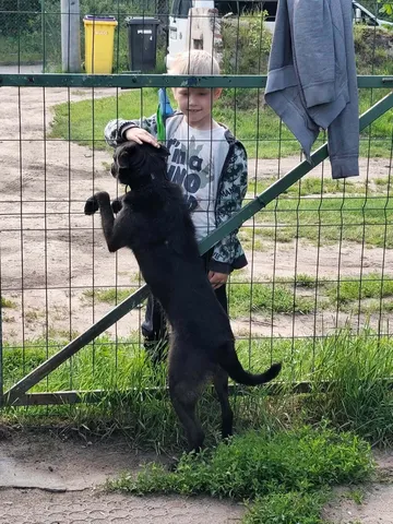 Forest, rescuehund i Polen, bild 8