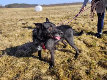 Forest, rescuehund i Polen, bild 9