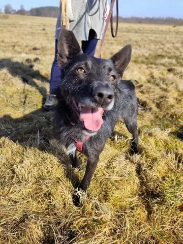 Forest, rescuehund i Polen, bild 10