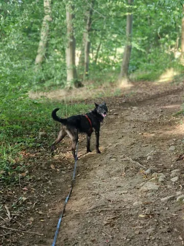 Forest, rescuehund i Polen, bild 12