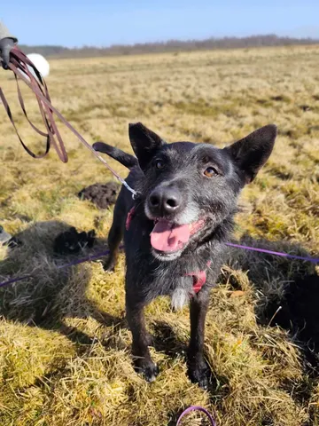 Forest, rescuehund i Polen, bild 13