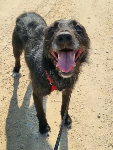 Forest, rescuehund i Polen, bild 15