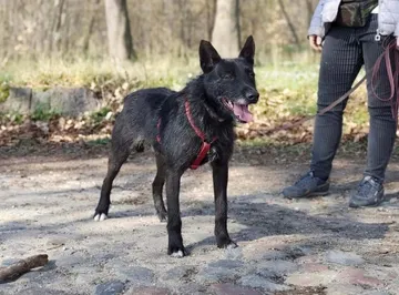 Forest, rescuehund i Polen, bild 16