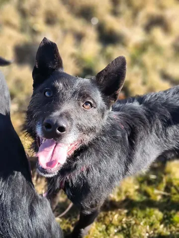 Forest, rescuehund i Polen, bild 17